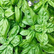 Sweet Genovese Basil Seeds Planting Gardening Italian Seed Fast Shipping - £4.74 GBP