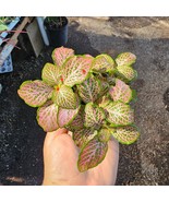 Fittonia verschaffeltii | Fittonia Ruby Lime | 2in pot - $254.49 MXN
