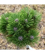 Pinus Nigra Black Prince Dwarf Austrian Pine 10 Inch Tall 1 Gallon Pot P... - $1,935.27 CAD