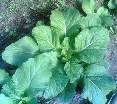 3000 Florida Broadleaf Mustard Brasica Juncea Herb Vegetable Seeds * Sh - $8.35