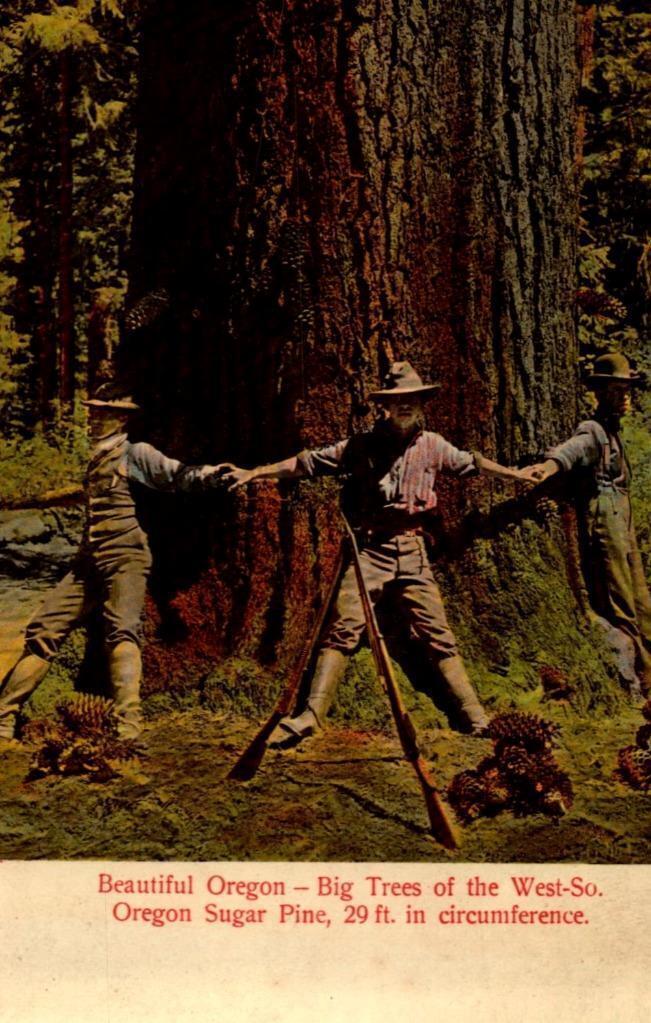 Primary image for VINTAGE POSTCARD- GREAT SOUTH OREGON SUGAR PINE BEING MEASURED BY HUNTERS BK50