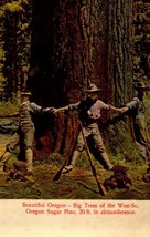 Vintage POSTCARD- Great South Oregon Sugar Pine Being Measured By Hunters BK50 - £4.70 GBP