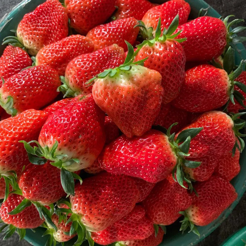 5 Bags (200 Seeds / Bag) of &#39;Akihime&#39; Series Red Strawberry - £11.00 GBP