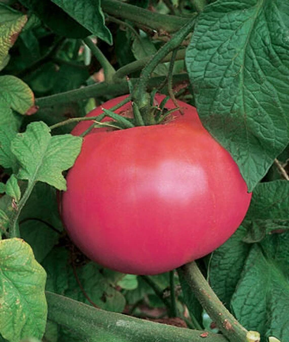 Red Brandywine Tomato Seeds, NON-GMO, ORGANIC, HEIRLOOM -   - $3.68