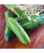 100 Marketmore 76 Cucumber Seeds - €7,79 EUR