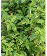 Wild West Organics Dried Sweet Italian Organic Basil Buds and Leaves - £4.19 GBP