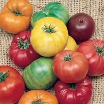 Tomato Rainbow Beefsteak 50 Organic Open Pollinated Heirloom - $7.99