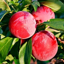 Juicy Red Plum Seeds - Grow Your Own Fruit (5 Seeds) - Ideal for Backyard Garden - £6.29 GBP