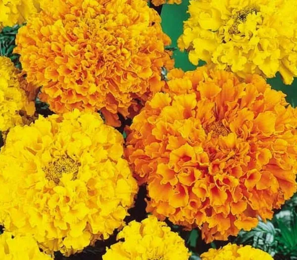 Marigold Flower Seeds 100+ Cracker Jack Mix Orange Yellow Annual Fresh Garden - £4.87 GBP