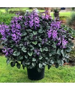 Purple Swedish Ivy 5 To 9 Inch Tall 2 Plant Per 4 Inchpot Houseplant US ... - €46,35 EUR