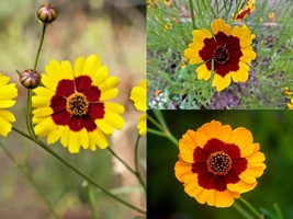 2001+PLAINS COREOPSIS Native Wildflower Seeds Drought Heat Pollinators T... - $13.00