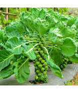 500 Long Island Brussels Sprouts Seeds for Planting Fast US Shipping - $14.64 CAD