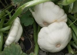 Squash Seeds 25 Early White Bush Scallop Patty Pan Summer - $8.35