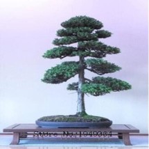 Fresh Seeds Juniper Seeds - $14.90