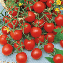 HSeeds 50 Seeds Ladybug Tomato Tomatoe Vegetable Garden Edible Food - $5.21