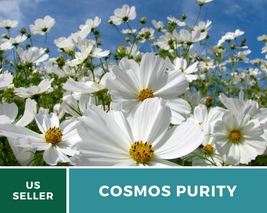100 Cosmos Purity Seeds Cosmos bipinnatus Flower Pure White Blooms Wildf... - $15.76