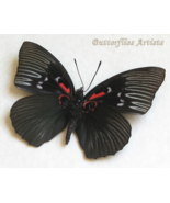 Sasakia Funebris Rare Black Empress Real Butterfly Framed Entomology Sha... - $1,838.52 MXN