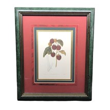 The Barnet Raspberry Framed Print with Burgundy and Green Matte Botanical Art - £228.31 GBP