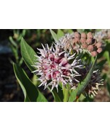 Showy Milkweed Seeds Asclepias Butterfly Weed Fast Grow - $14.63 CAD