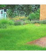 40000 Seed BLUE GRAMA Prairie Grass Drought Poor Soil Lawn Alternative - $19.75