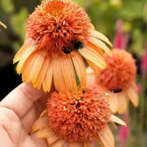 HGBO 50 Seeds Peach Lg Head Coneflowers Aka Echinacea Flowers Planting U... - £7.95 GBP