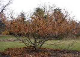 LimaJa Vernal Witch Hazel {Hamamelis vernalis}Flowering Shrub 15 Seeds - ! - £3.15 GBP