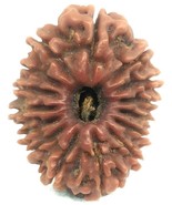 15 Mukhi Rudraksha / Collector Fifteen Face Rudraksha - Nepal - IGL Cert... - €424,88 EUR