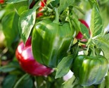 California Wonder Bell Pepper Seeds  Non-Gmo Heirloom  25 Seeds - £7.22 GBP
