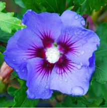 20 Blue Purple Hibiscus Seeds Flowers Flower Seed Perennial Bloom - £11.93 GBP