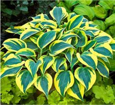 100 Seeds Sementes Flower Bonsai Hosta Bonsai Flower Plant Gardening - £4.61 GBP