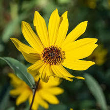 TALL SUNFLOWER SEEDS Helianthus giganteus 50 Seeds for Planting - Helianthus  - £13.43 GBP