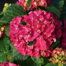 HS 5 Wee Bit Grumpy Hydrangea Seeds Perennial Garden Shrub Flower Bush Seed 1038 - £4.64 GBP