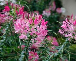 100 Rouge Spider Seeds Clome Spinosa Perennial Flower Fresh Gardening - $8.98