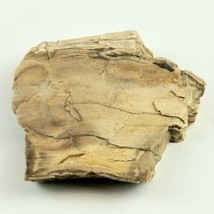 Petrified Wood South Dakota  13.7 oz. 6” x 5" x .75" Wooden Rock Stone image 2