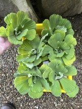 Mothers Day Special (8) Jumbo Water Lettuce Floating Koi Pond Plant Shade 6&quot; Liv - £32.25 GBP