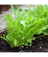 MX Mizuna Seeds Salad Greens Microgreens Peppery Taste Non GMO Bulk Seed - $185.09 MXN