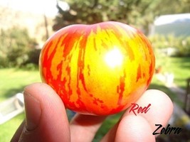 Red Zebra tomato 20 seeds *HEIRLOOM Seeds of Life - $3.79