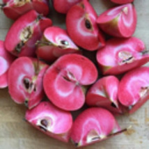 Redlove Calypso apple tree, grafted, roots wrapped, 18-24 inches - $45.00