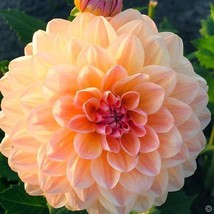 3 Tubers - Dahlia Bal Bonanza Tuber - Size II - Flowers for month - $58.70