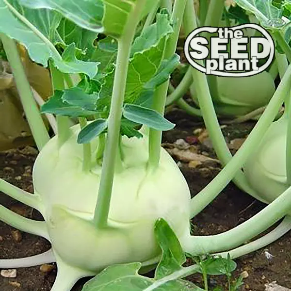 500 Seeds White Vienna Kohlrabi Fast Plant Heirloom Seeds Now - $9.89