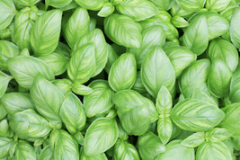 1000 + Basil Seeds -USA grown Italian large Leaf Basil Seeds - Non-GMO Heirloom - £10.38 GBP