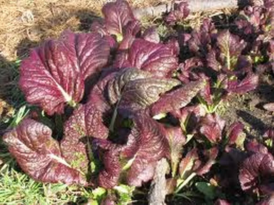 100 Seeds Mustard Red Giant Fast Shipping - $9.75