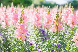 100 Seeds Rocket Pink Snapdragon Flower - £11.77 GBP