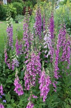 1000 Organic Seeds Of Foxgloves Digitalis Purpurea Shades Of Pink &amp; Purple - $8.35