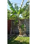 Live Plant - Musa - Dwarf Cavendish - 8-12&quot; Banana Tree - $545.55 MXN