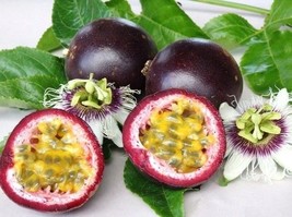 Passiflora Edulis v. Edulis purple granadilla EDIBLE passion fruit seed 10 SEEDS - £7.18 GBP
