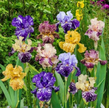 20 Mixed Color Iris Seeds Fragrant Flower Plant From US - £7.05 GBP