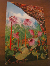 1973 25 Lire Czech Mountain Lilac Pink Flower Postcard Postcard 385 25 L... - $13.04
