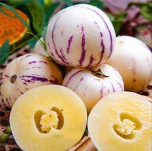 Pepino Melon seed Melon pear or sweet cucumber Exotic fruit 10 seeds.(#5... - $5.65