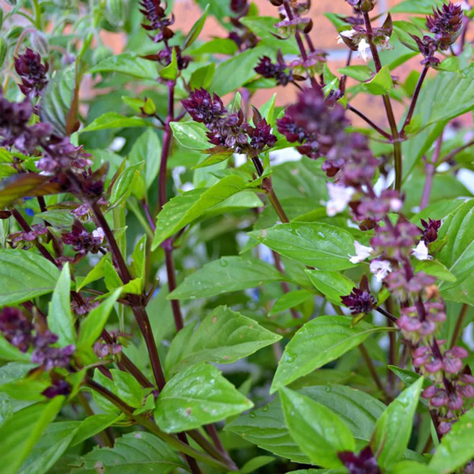 SGH 250 Cinnamon Basil Seeds, Ocuum Basilicum, Variety Sizes Planting Seeds - £6.54 GBP